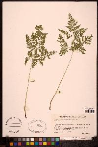 Cystopteris montana image