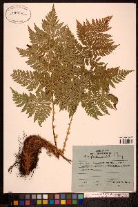 Dryopteris expansa image