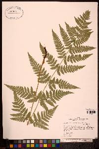 Dryopteris carthusiana image