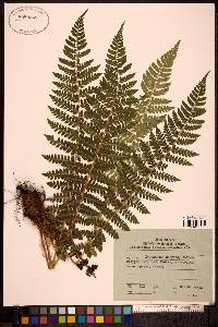 Polystichum braunii image