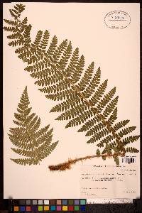 Polystichum braunii image