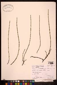 Equisetum variegatum subsp. alaskanum image