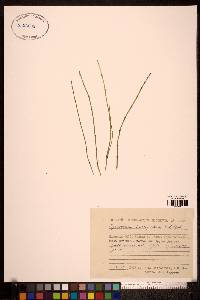 Equisetum variegatum image