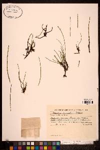 Equisetum variegatum image