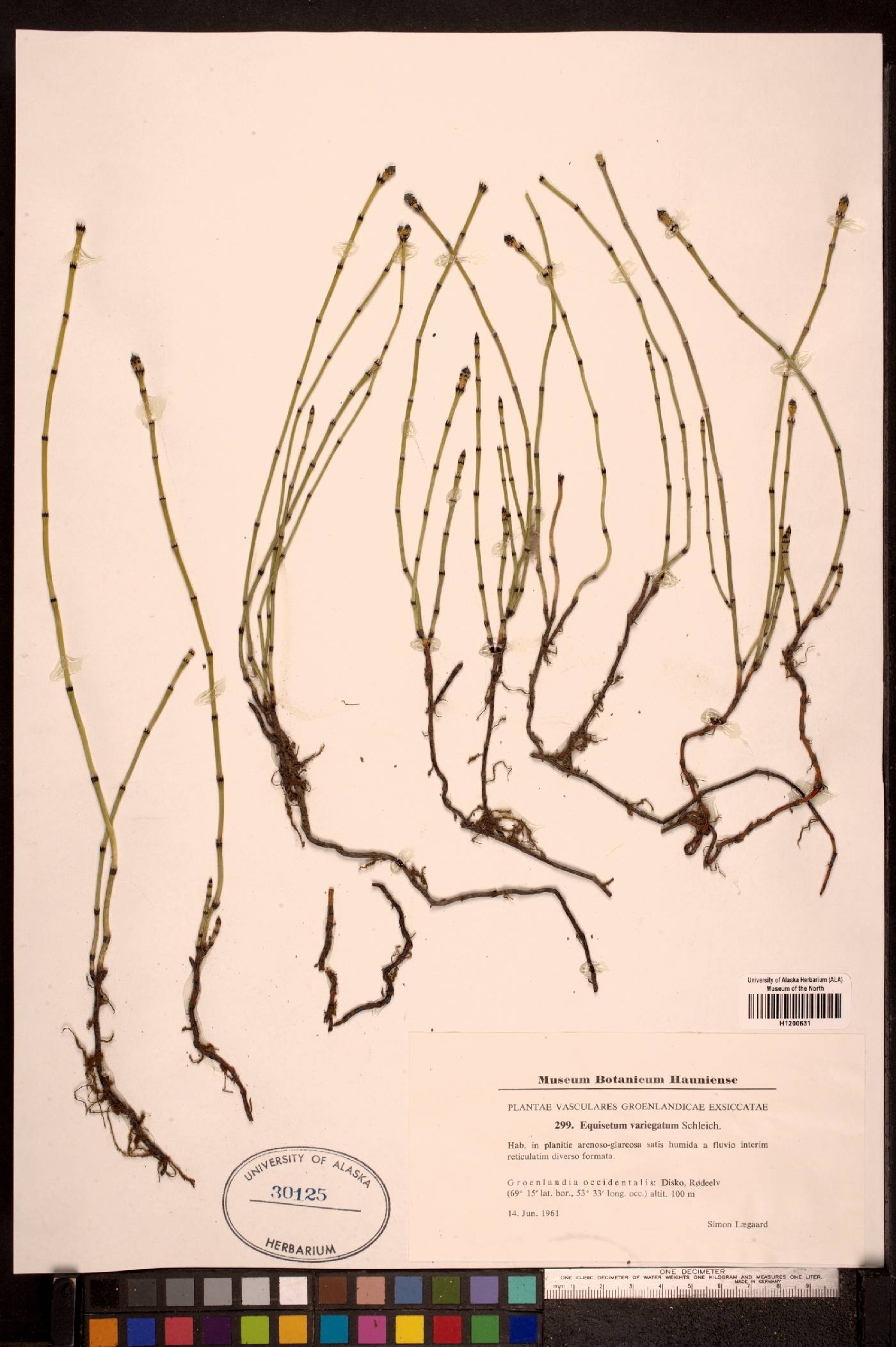 Equisetum variegatum image