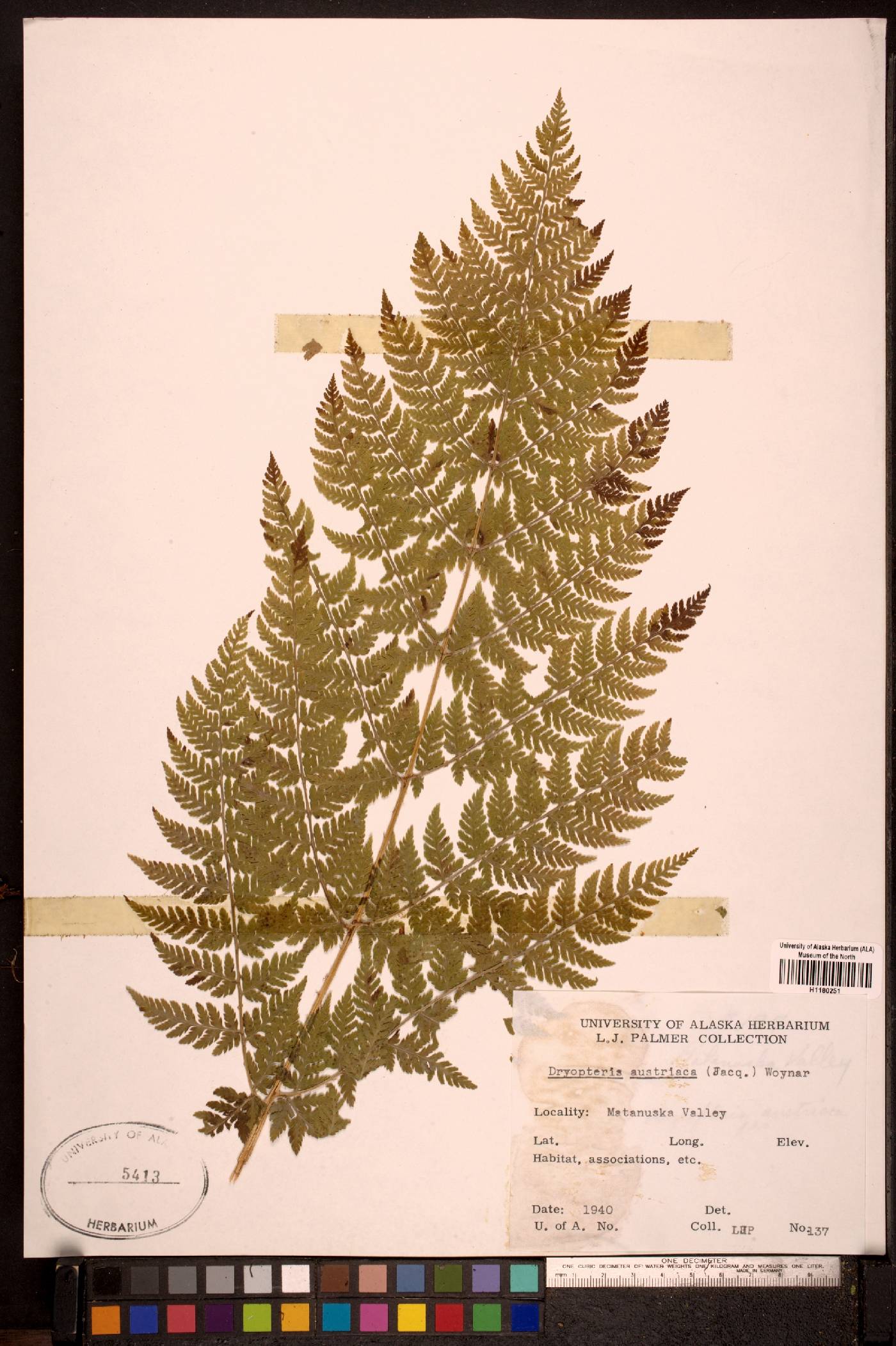 Dryopteris expansa image