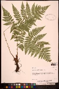 Dryopteris dilatata image