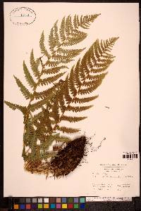 Dryopteris filix-mas image