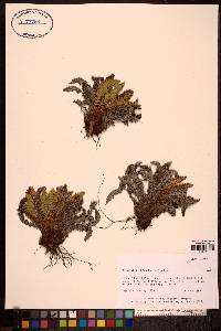 Dryopteris fragrans image