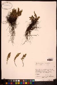 Woodsia ilvensis image