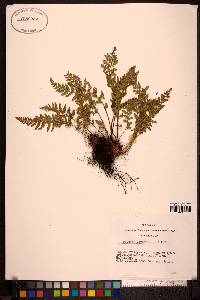 Woodsia ilvensis image