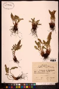 Woodsia ilvensis image