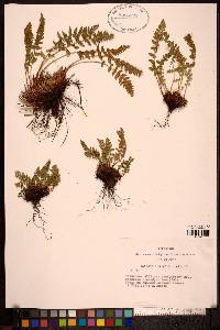 Woodsia ilvensis image