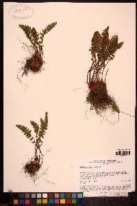 Woodsia ilvensis image