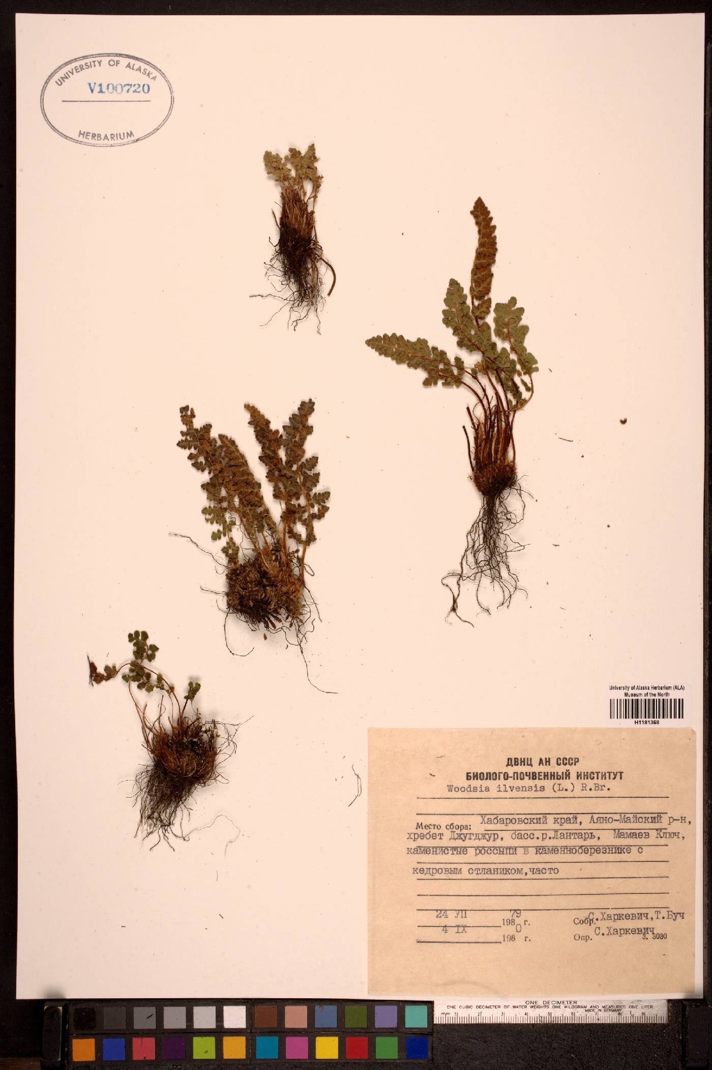 Woodsia ilvensis image