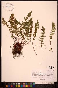 Woodsia ilvensis image