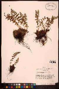 Woodsia ilvensis image