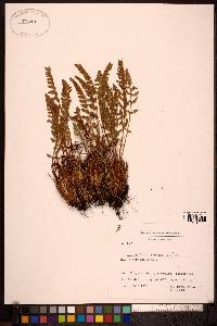 Woodsia ilvensis image