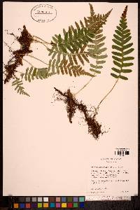 Polypodium glycyrrhiza image