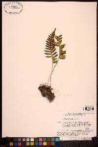 Polypodium sibiricum image