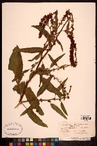 Rumex obtusifolius image