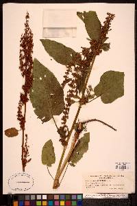 Rumex obtusifolius image