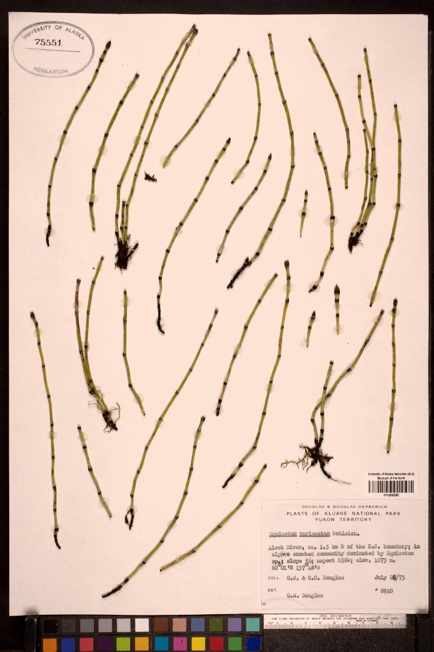 Equisetum variegatum image