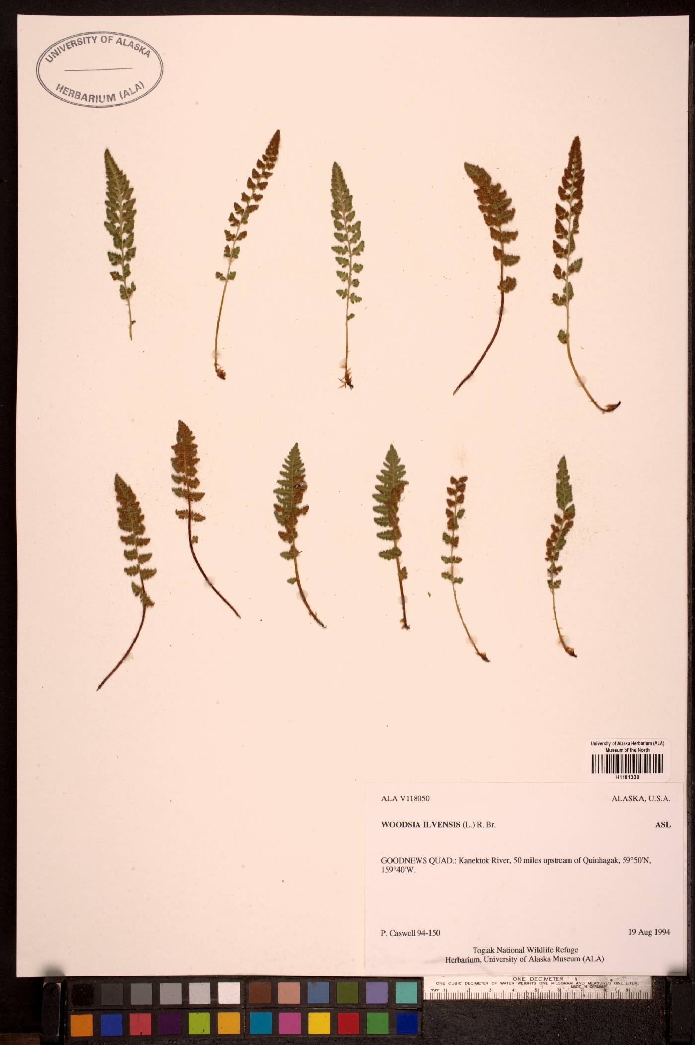 Woodsia ilvensis image