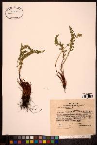 Woodsia ilvensis image