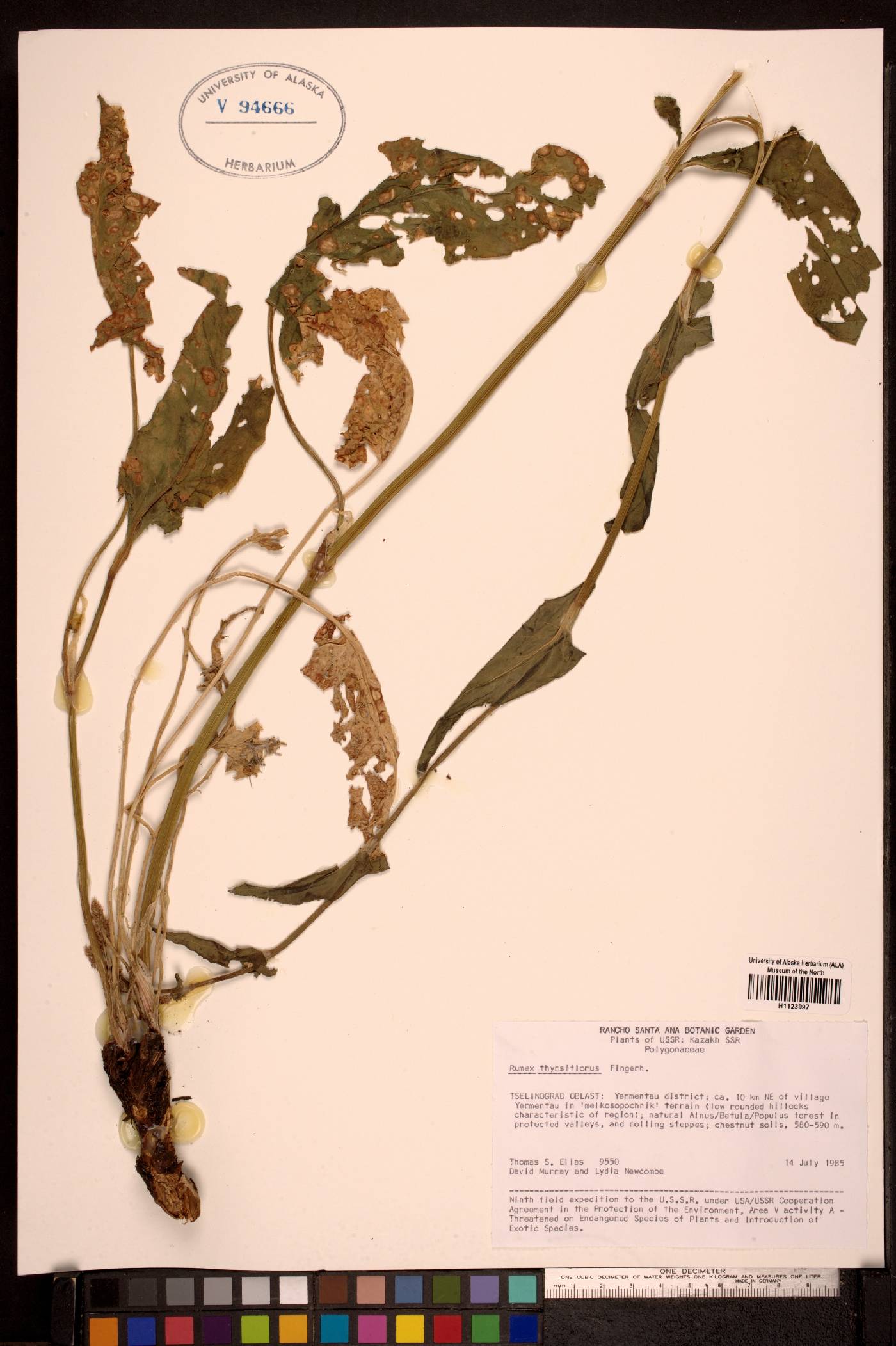 Rumex thyrsiflorus image