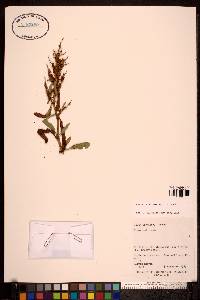 Rumex transitorius image