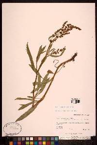 Rumex transitorius image