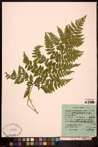 Dryopteris expansa image