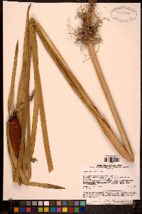 Typha orientalis image