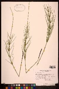 Equisetum palustre image