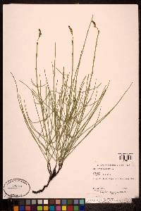 Equisetum palustre image