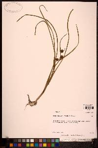 Sparganium angustifolium image