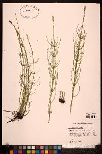 Equisetum palustre image