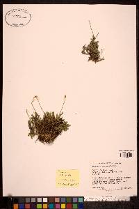Cherleria yukonensis image