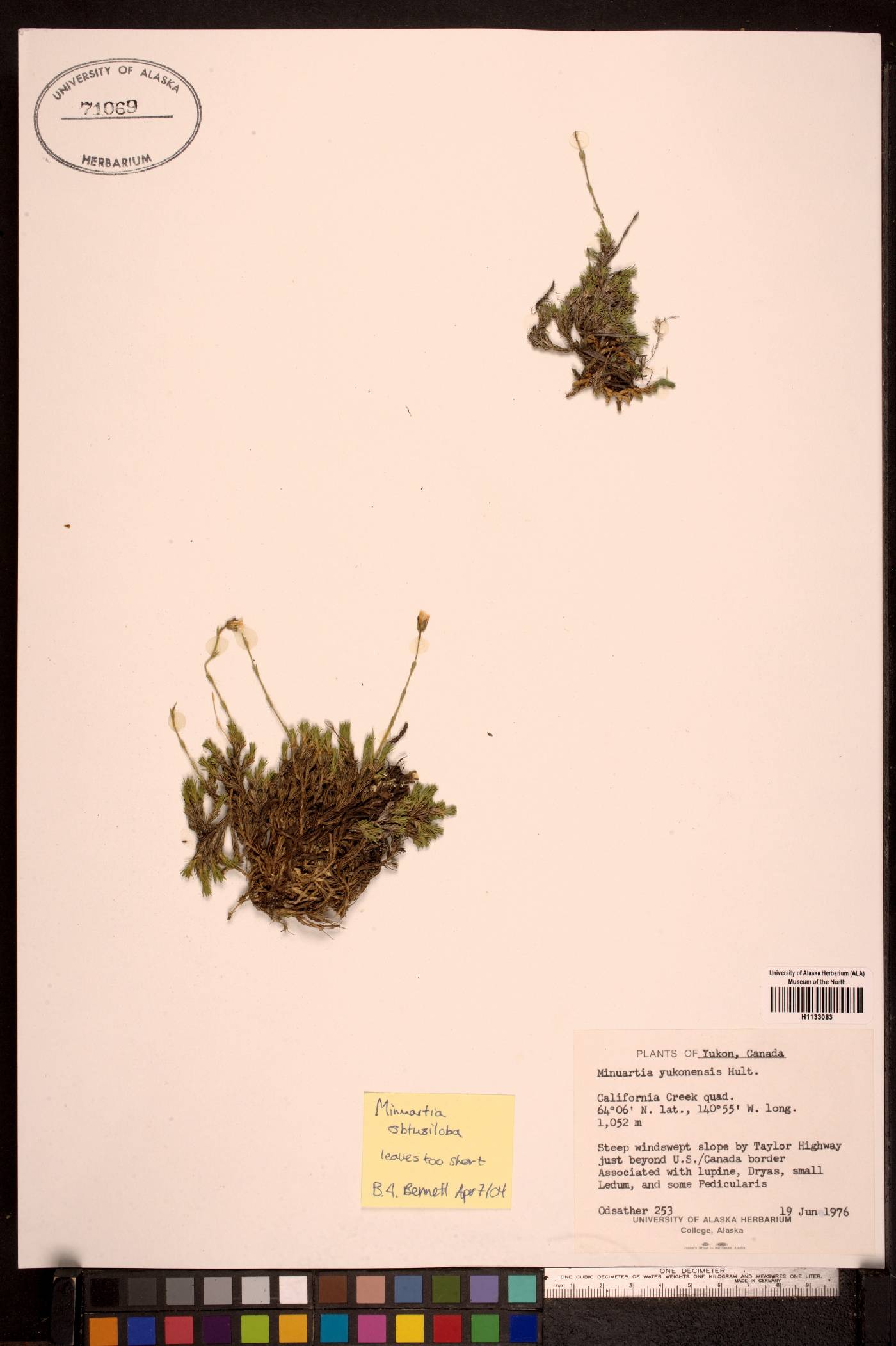 Cherleria yukonensis image