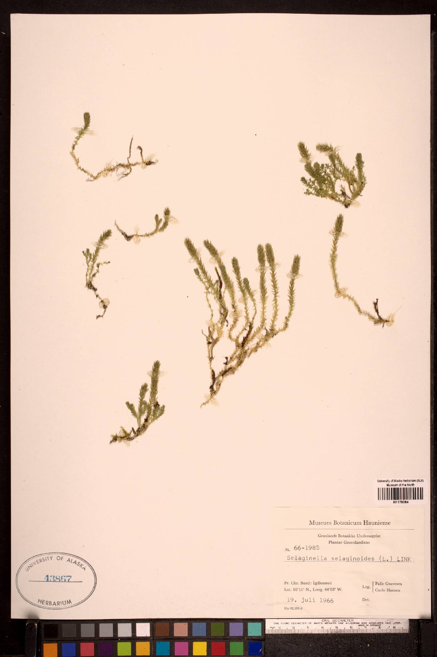 Selaginella selaginoides image