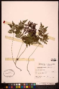 Cystopteris montana image