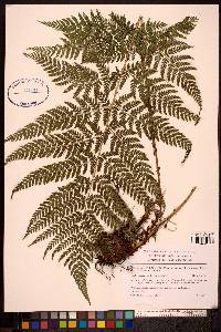 Dryopteris campyloptera image