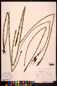 Equisetum fluviatile image