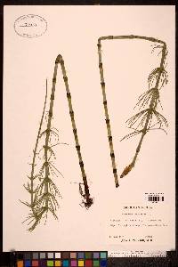 Equisetum fluviatile image