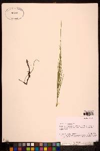 Equisetum palustre image