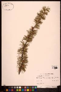 Larix laricina image