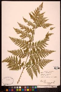 Dryopteris expansa image