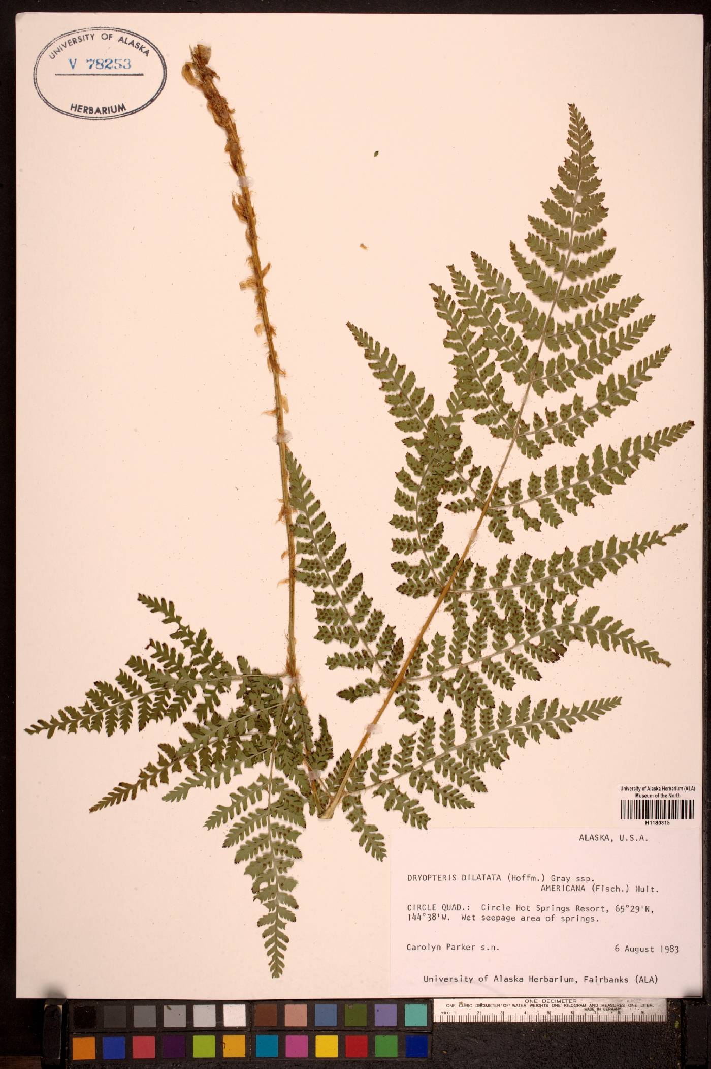 Dryopteris expansa image