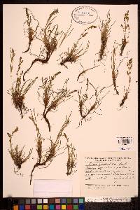 Rumex graminifolius image